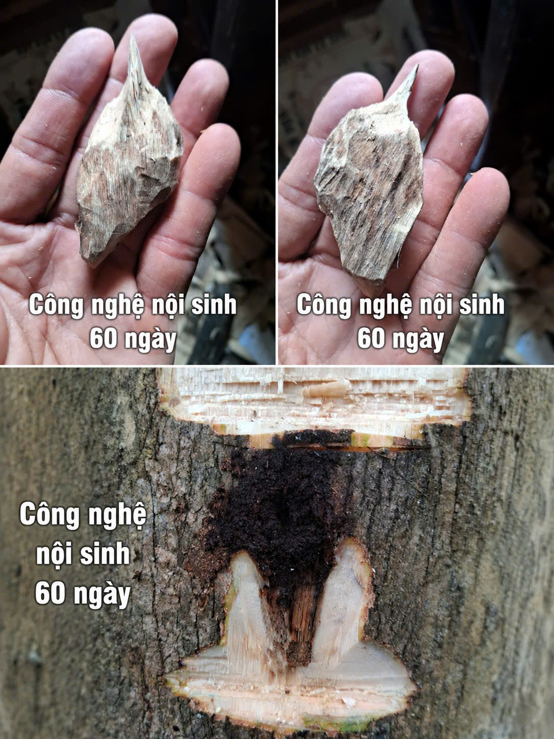 Công nghệ nội sinh tạo trầm – Hướng đi mới cho ngành trầm hương Việt Nam